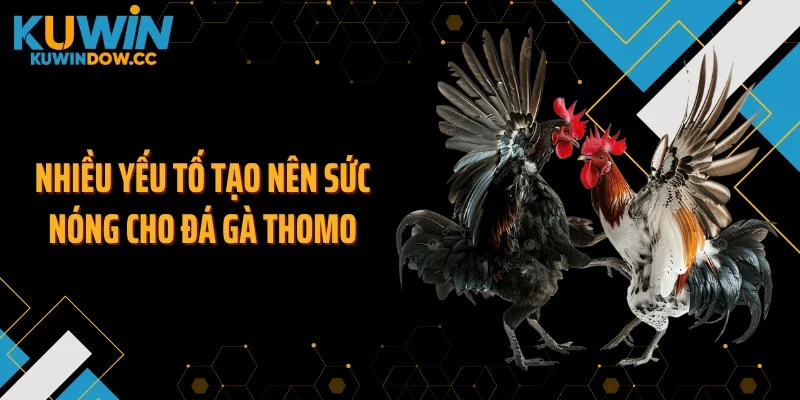 Nhiều yếu tố tạo nên sức nóng cho đá gà thomo